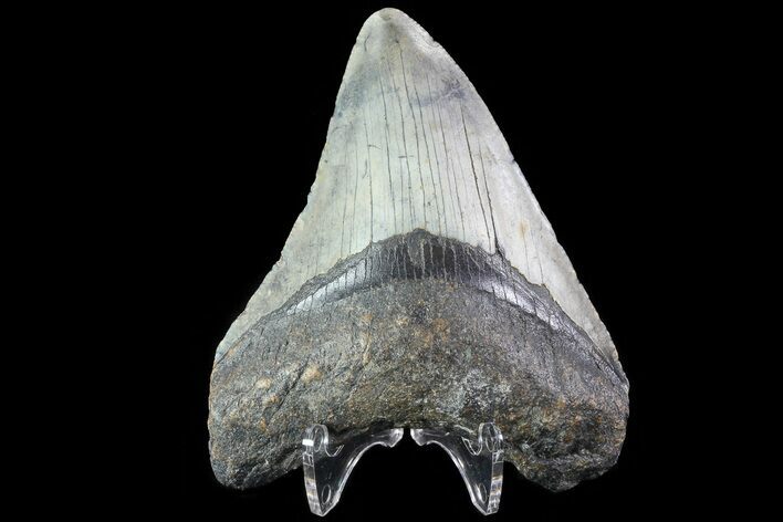 Fossil Megalodon Tooth - North Carolina #80841